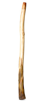 Heartland Didgeridoo (HD487)